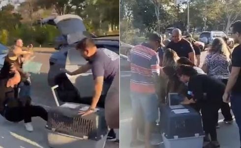 Confusão começou após uma mulher tentar furtar uma caixa com os animais apreendidos e foi impedida por uma das veterinárias