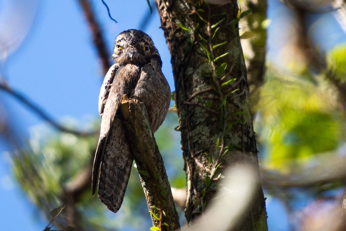 Urutau: espécie de ave associada a lendas é registrada no Parque da Fonte Grande