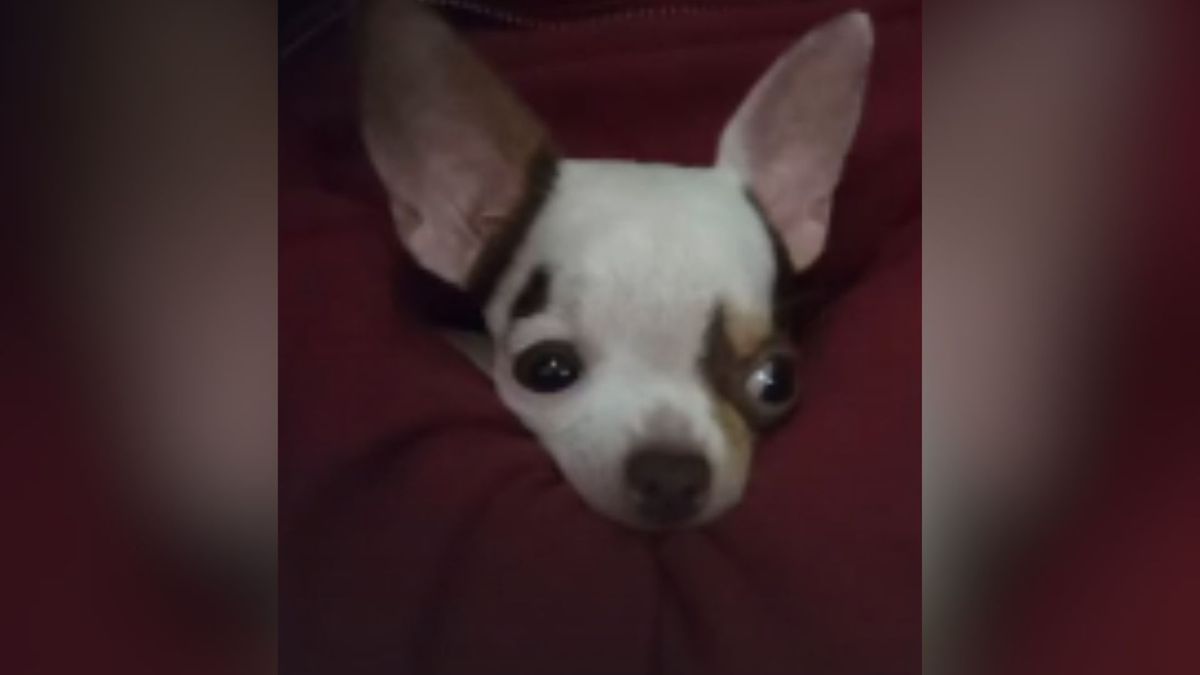 A chihuahua Eva, de 2 anos, morreu atropelada após fugir de uma clínica veterinária.