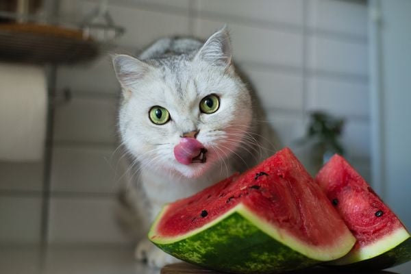 Gato comendo melancia