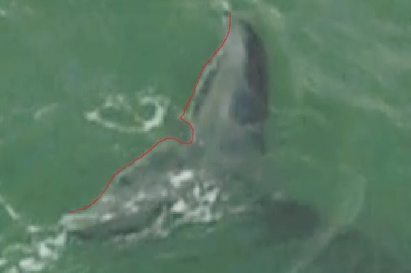 Cicatriz na cauda do animal facilitou o reconhecimento após o resgate