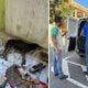 Imagem - Cães em situação de maus-tratos são resgatados em Vila Velha