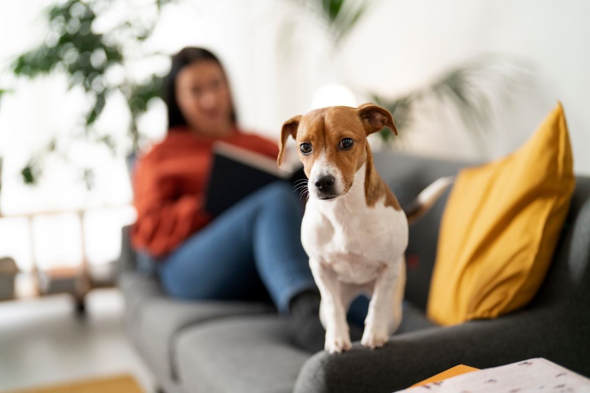 Dados apontam que o número de animais de estimação no Brasil ultrapassa os 149 milhões, com muitos brasileiros considerando os pets parte da família