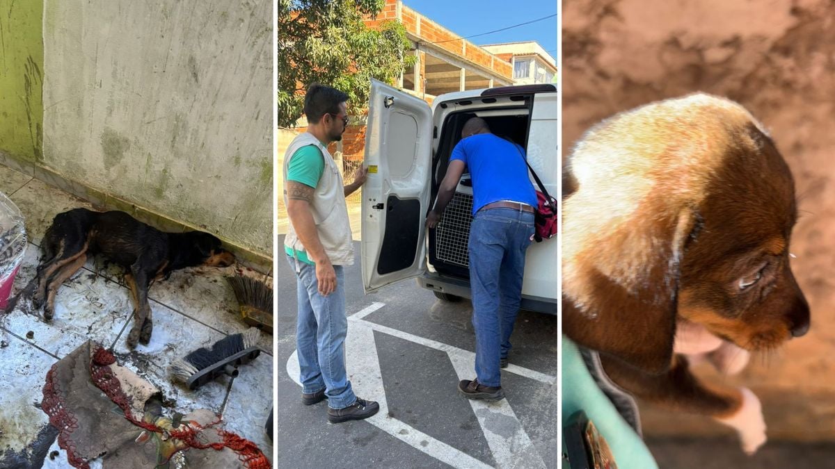 O cães foram encontrados em situação precária e encaminhados para uma empresa de resgate