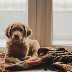 A norma foi sancionada pela prefeitura de Santos em dezembro e altera o artigo 300 do Código de Posturas Municipais, passando a tipificar como infração administrativa deixar animais sozinhos por mais de 36 horas em imóveis sem moradores