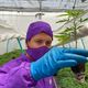Imagem - Como Brasil virou maior comprador da maconha medicinal da Colômbia
