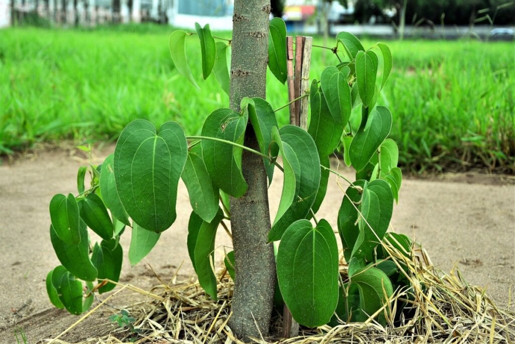 Imagem Edicase Brasil