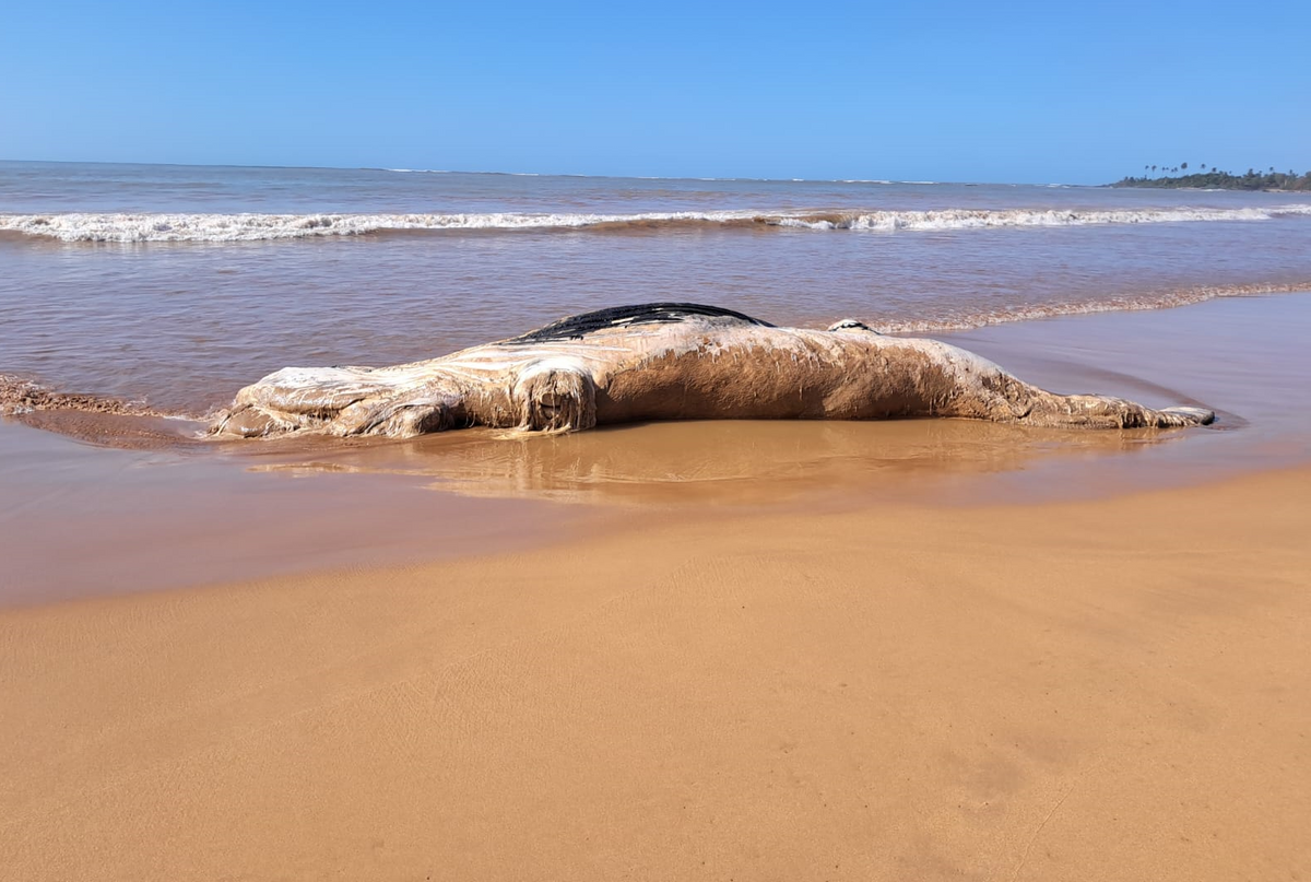 Baleia é encontrada morta em praia de Aracruz