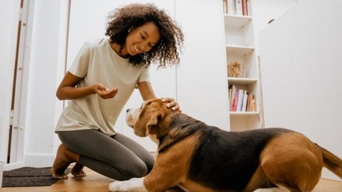  cachorros são os preferidos dos capixabas em buscas e vendas em plataforma online