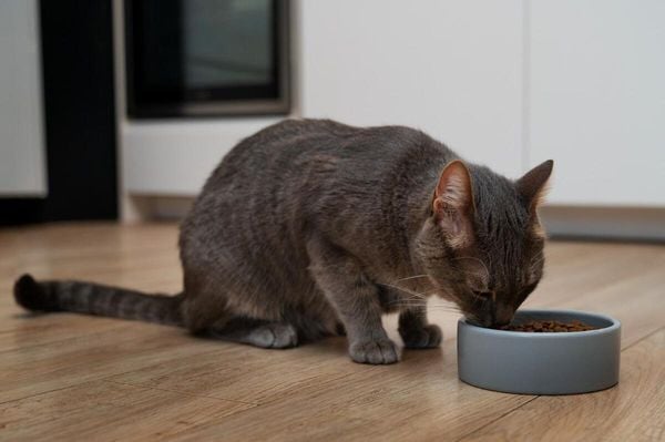 A procura por rações especificas de gatos também são levadas em conta na hora da escolha pelos tutores.