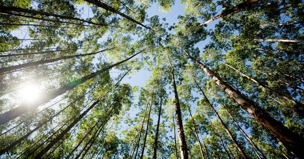 Setor florestal no Espírito Santo entende que práticas sustentáveis dão longevidade à produção de celulose