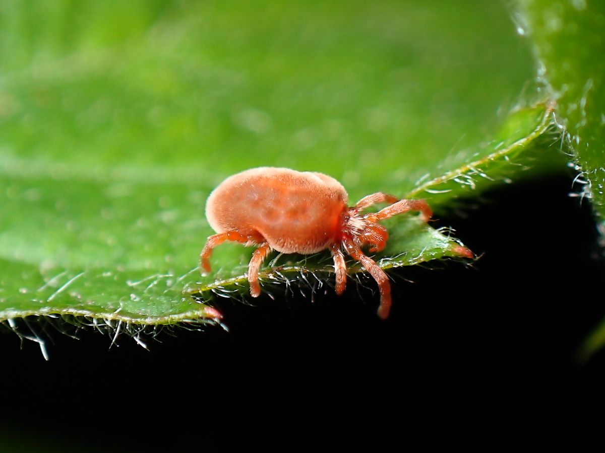 Ácaro-vermelho
é um bicho que pode
adoecer as plantações