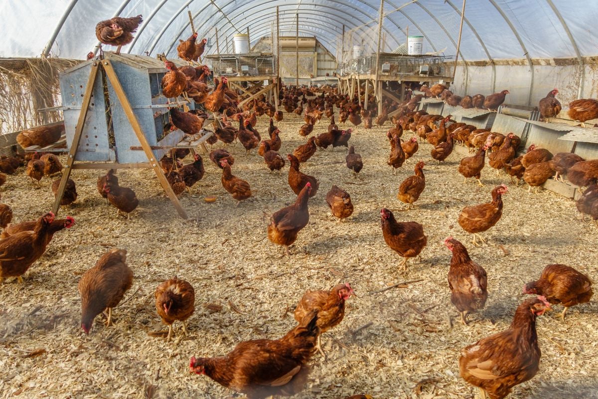 Criação de aves sem gaiolas ganha espaço no ES