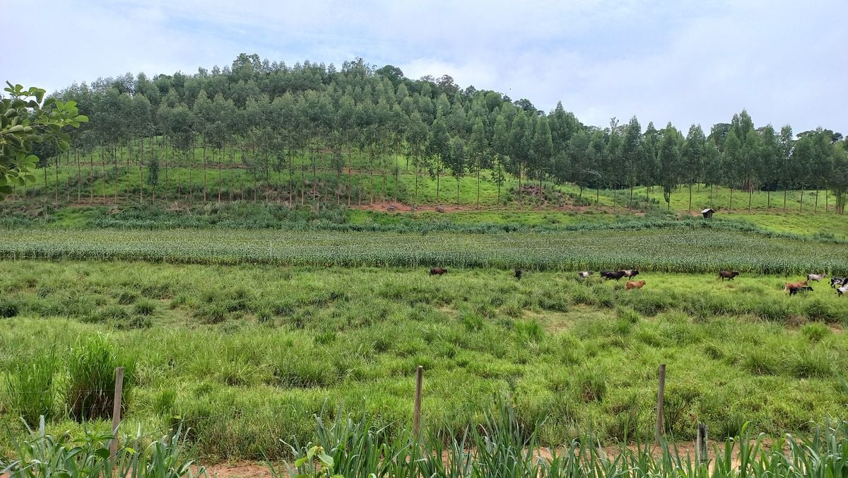 Diminuição da emissão de gases do efeito estufa e recuperação de pastagens  são desafios para o setor pecuarista