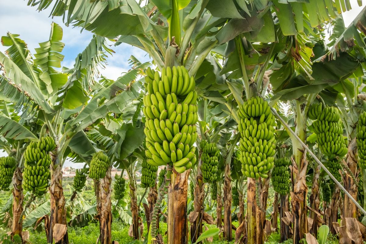 Incaper criou linhagem de
banana-prata que não é afetada
por determinadas doenças