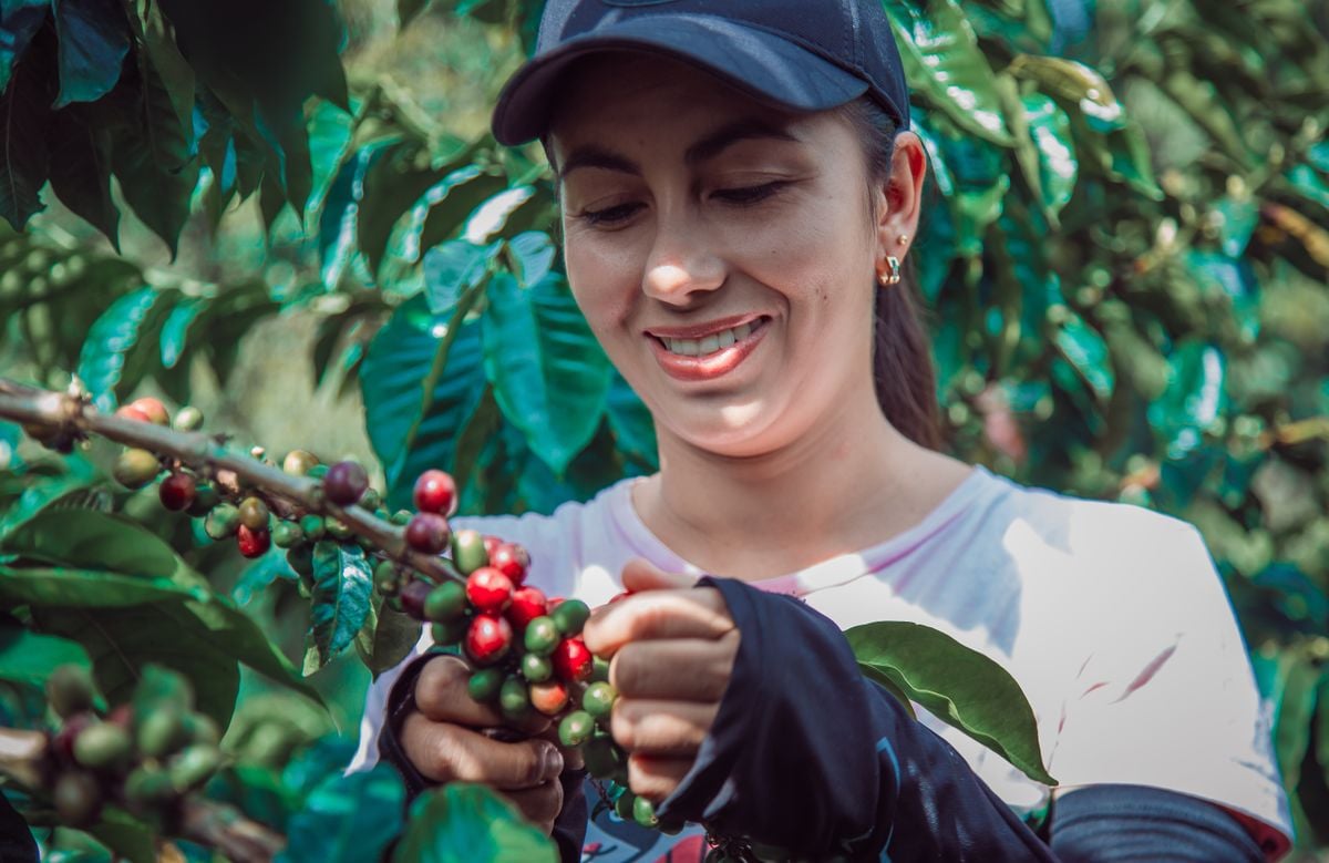 Programa Mulheres do Café pretende atender até 2026 pelo menos mil cafeicultoras capixabas