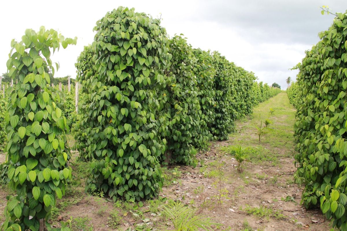 Uso de estacas de eucalipto e de outras plantas protege plantações de pimenta das altas temperaturas