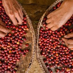 Objetivo da iniciativa é  evidenciar que os grãos produzidos no Estado seguem práticas sustentáveis, do ponto de vista ambiental e socioeconômico