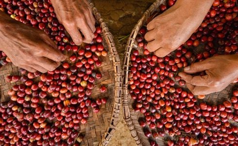 Trata-se de uma grande notícia para o agronegócio do Espírito Santo, responsável por cerca de 70% do café conilon produzido no Brasil