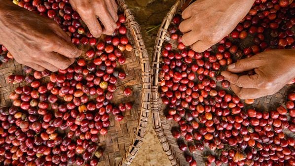 Objetivo da iniciativa é  evidenciar que os grãos produzidos no Estado seguem práticas sustentáveis, do ponto de vista ambiental e socioeconômico