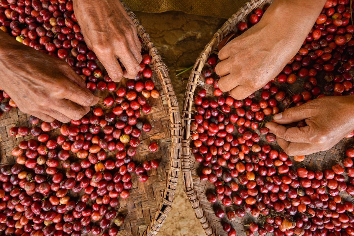 Forte calor atrapalhou a safra do café, impactando até nas vendas já fechadas