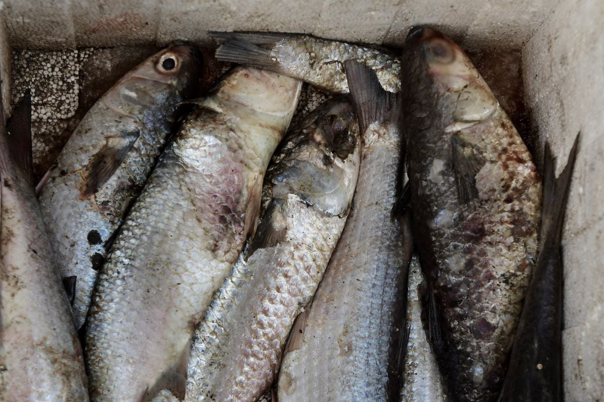 Pescadores da Ilha das Caieiras e Cariacica denunciam poluição do Rio Santa Maria