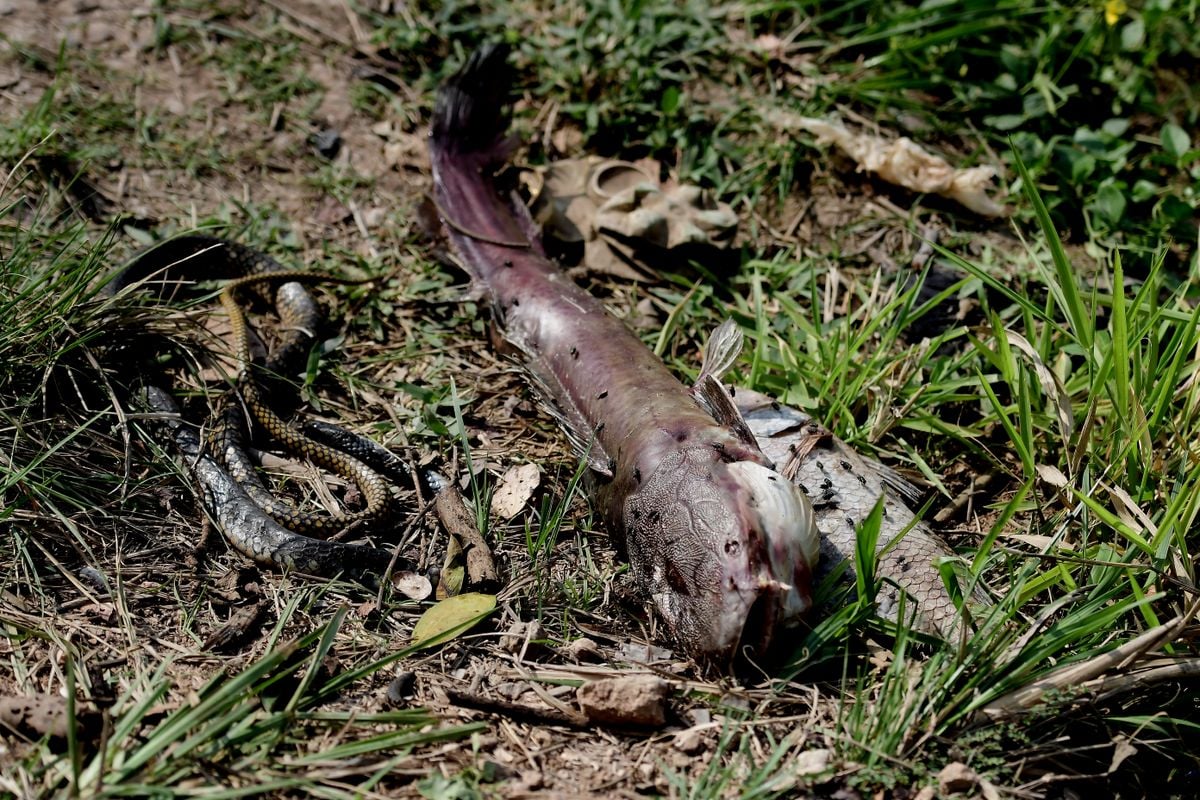 Pescadores da Ilha das Caieiras e Cariacica denunciam poluição do Rio Santa Maria