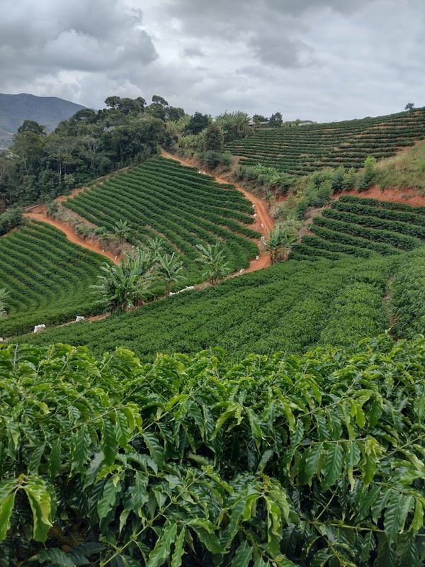 Plantio de café conilon irrigado por gotejamento em altitude de 650m, em Santa Teresa