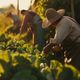 Imagem - TecnoAgro 2024: Reveja palestra de acompanhamento para agroprodutores durante um ano