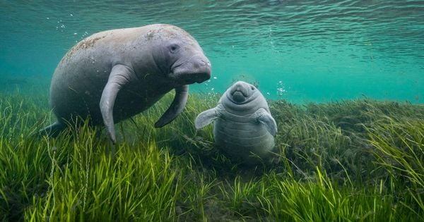 Entre as fotos com menções honrosas, está a de uma onça-pintada mordendo um jacaré no Pantanal brasileiro