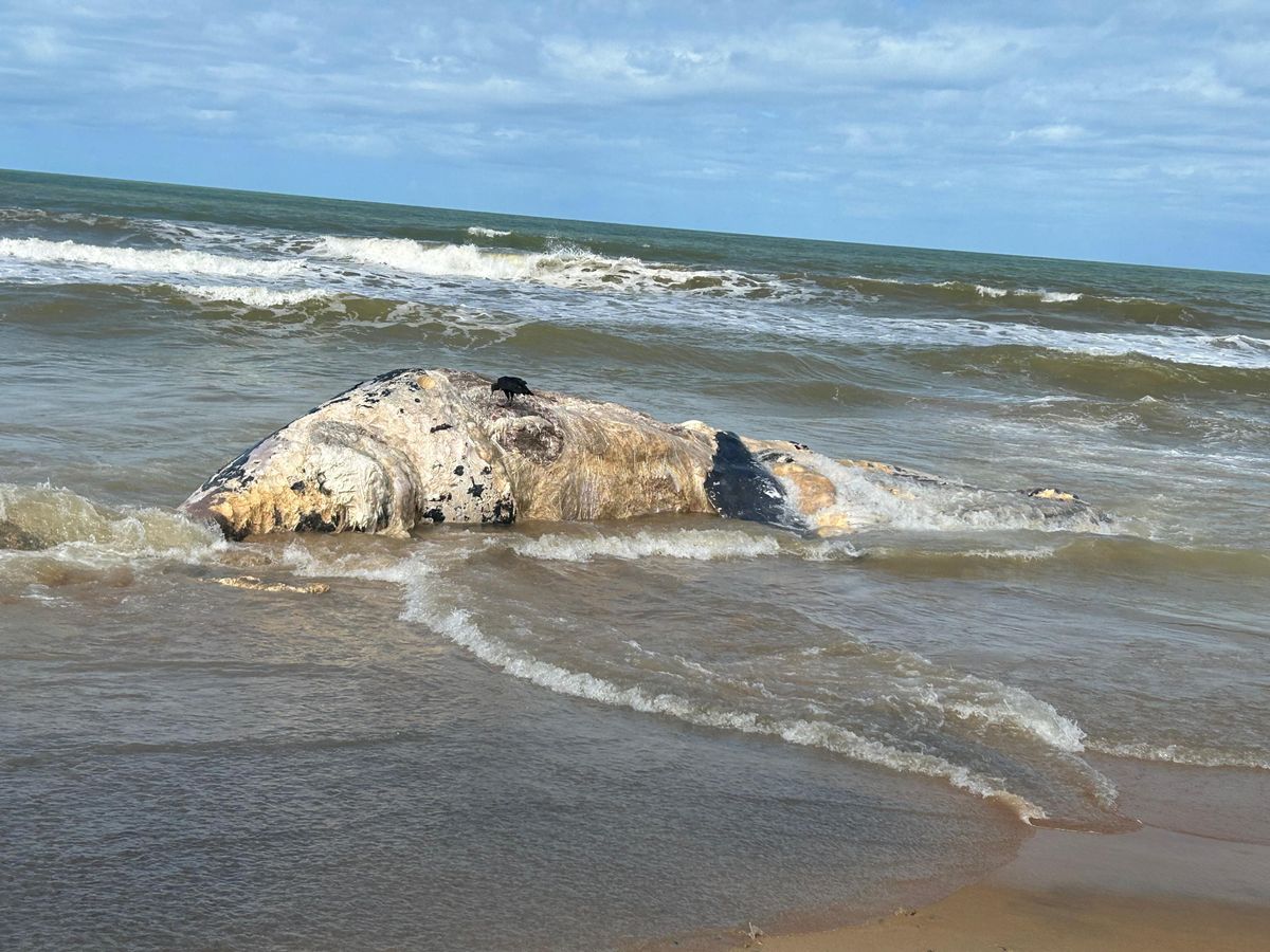 Baleia-jubarte é encontrada encalhada em praia de São Mateus