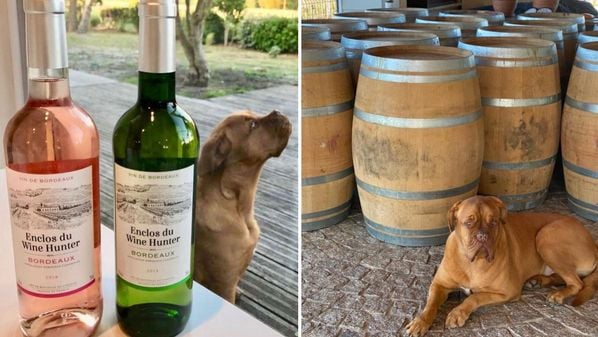 Em todos os vinhos produzidos, o Dogue de Bordeaux aparece escondido nos rótulos e rolhas. Mais do que marketing, é conexão emocional