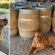 Cachorro Otto com os vinhos Enclos