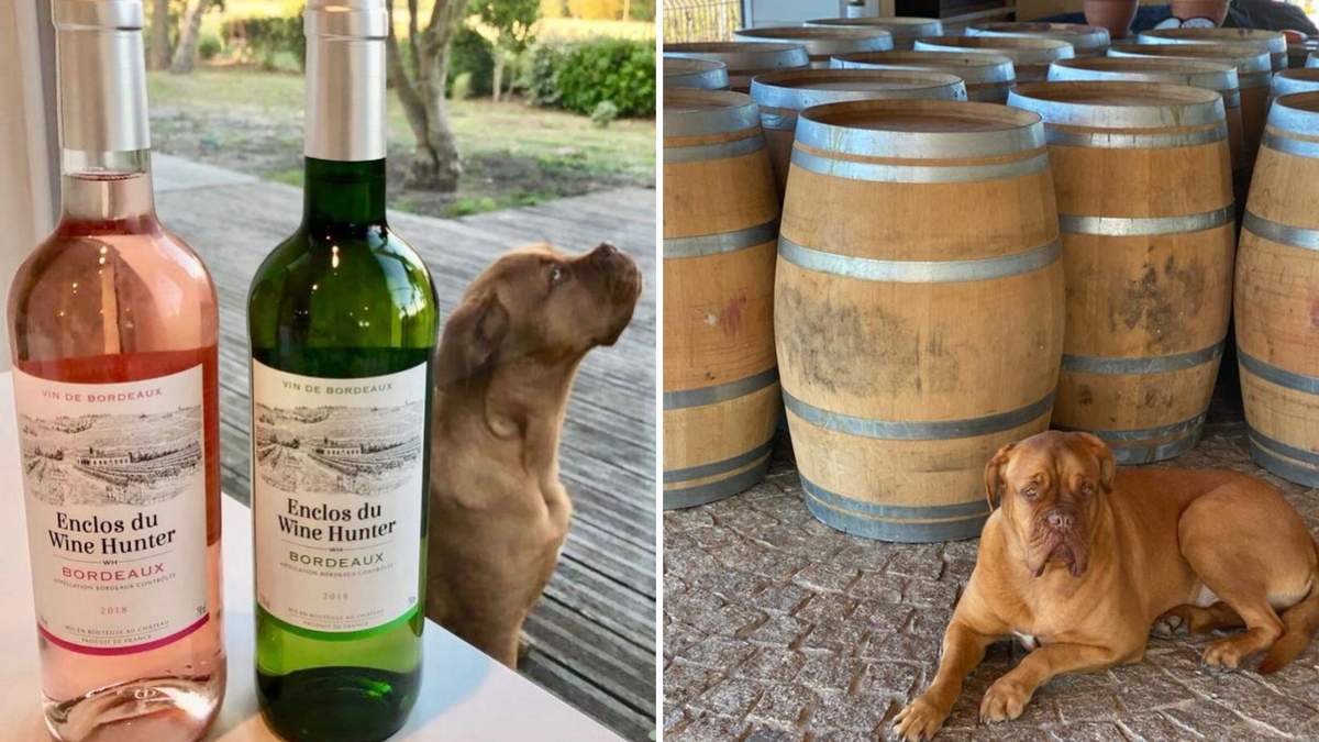 Cachorro Otto com os vinhos Enclos