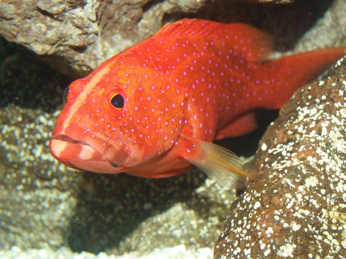 Garoupa, Garoupa miniatus, Oceano