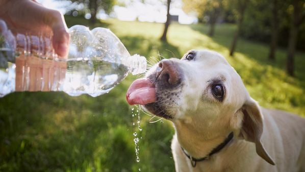 Assim como os humanos, os animais também podem sofrer bastante com as ondas de calor extremo e precisam de cuidados especiais