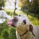 Cachorro se refresca bebendo água