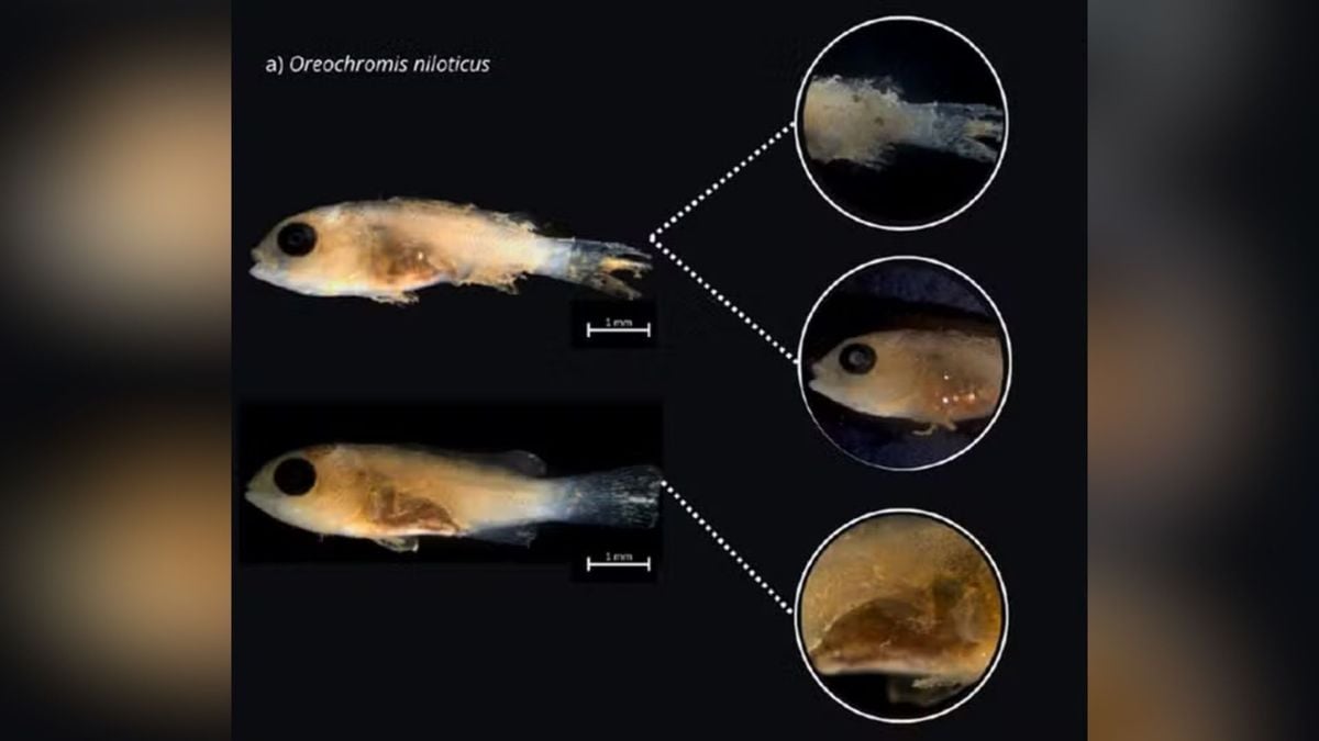 Amostra com alterações na viabilidade das larvas de peixes: Sedimento Aderido ao Corpo (SAC), Sedimentos em Cavidades Internas (SCI) e Rompimento ou Deterioração da Cavidade Abdominal (RCA).