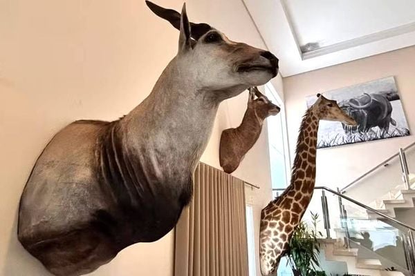 bama recolheu 11 cabeças taxidermizadas de animais por falta de documentação adequada 