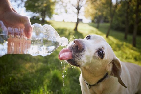 Cachorro se refresca bebendo água