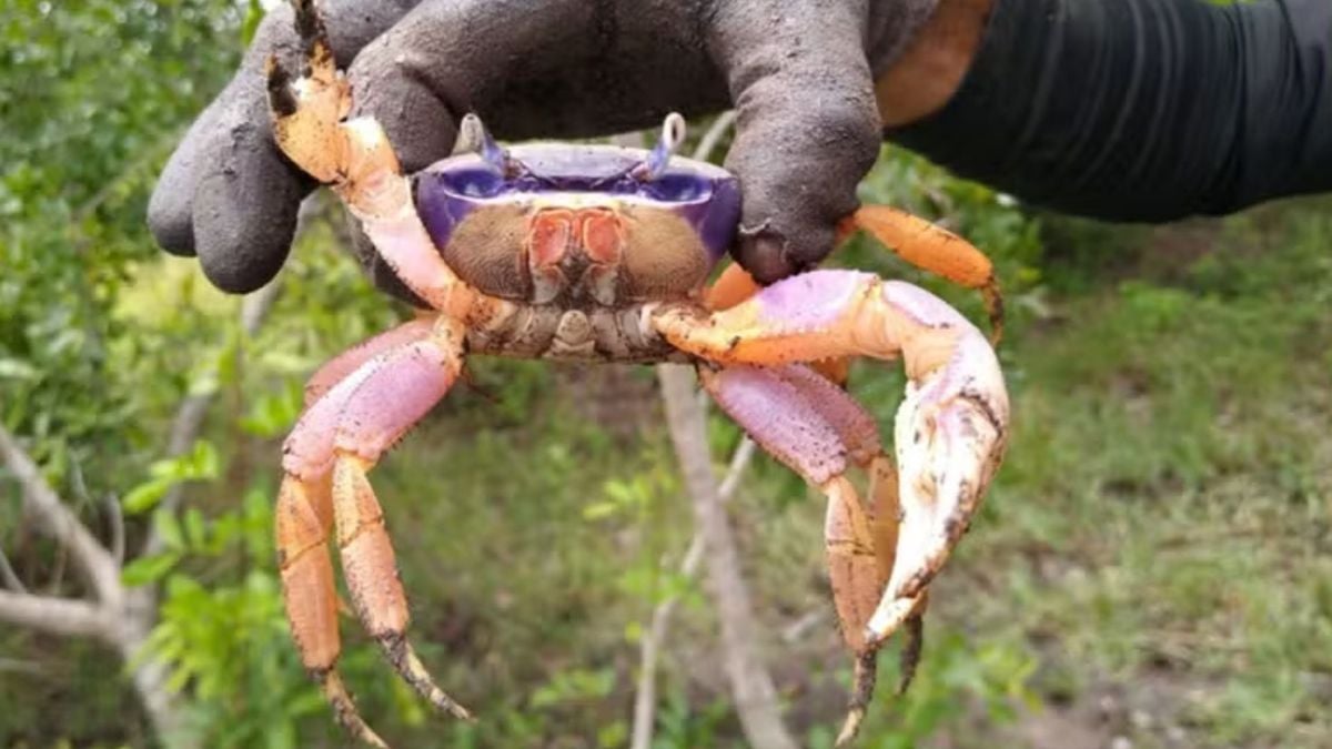 Caranguejo retirado de manguezal da foz do Rio Doce