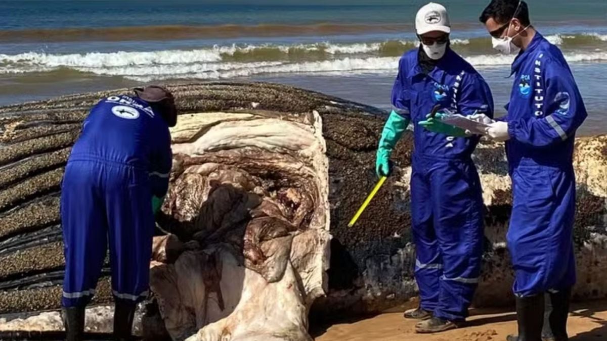 Equipe do Instituto Orca fazendo exames em baleias mortas no litoral do Espírito Santo