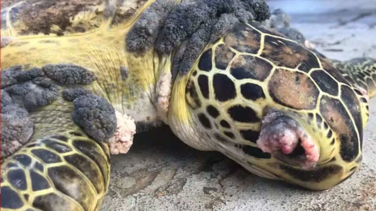 Exemplo de tartaruga encontrada pelos pesquisadores