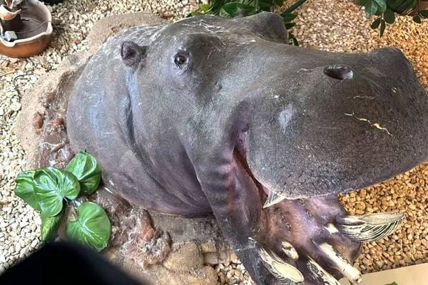 Um hipopótamo taxidermizado está em uma área com pedras claras dentro de uma casa Agentes encontraram hipopótamo taxidermizado dentre os 19 animais da coleção 