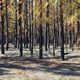 Imagem - Floresta usada para fabricar lápis da Faber-Castell é atingida por incêndio