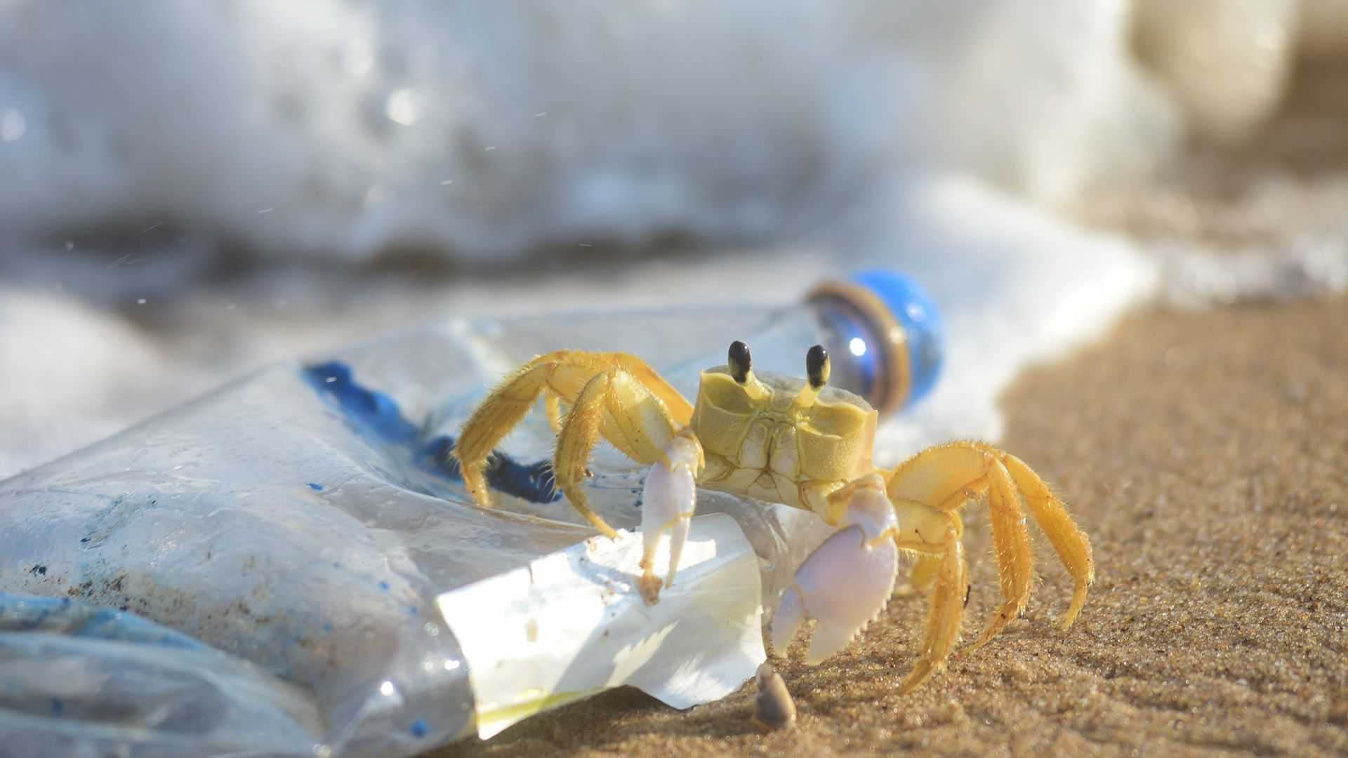 Caranguejo guruçá em meio a garrafa plástica na Praia de Camburi