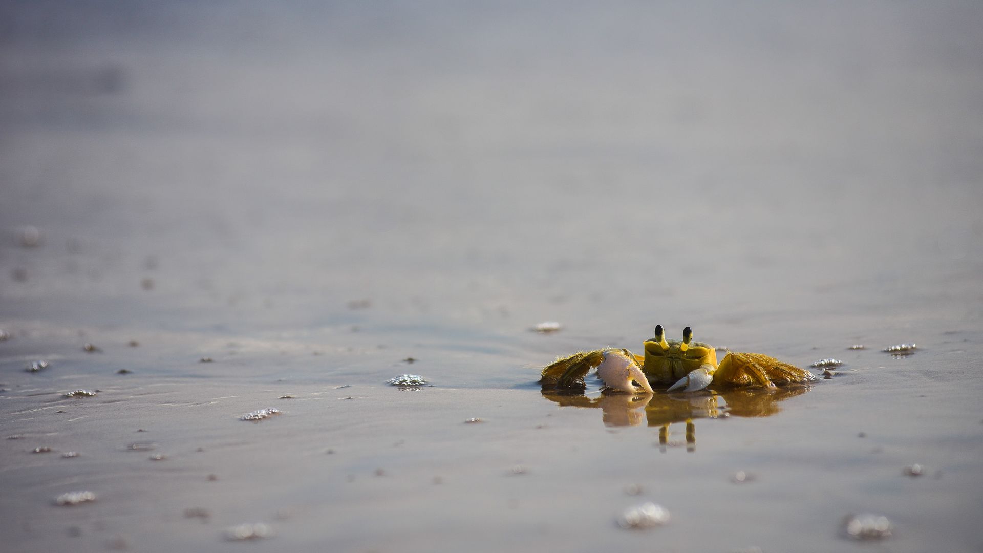 Caranguejo guruçá na Praia de Camburi