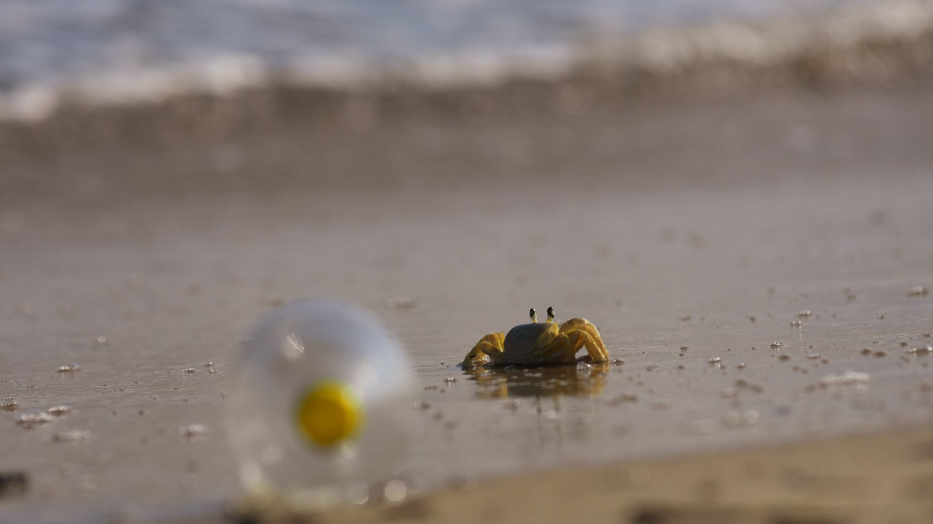 Caranguejo guruçá na Praia de Camburi em Vitória