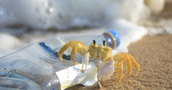 O lar dos guruçás tem sido compulsoriamente 'mobiliado' com plásticos e demais resíduos descartados por humanos de forma irresponsável e que prejudicam o meio ambiente