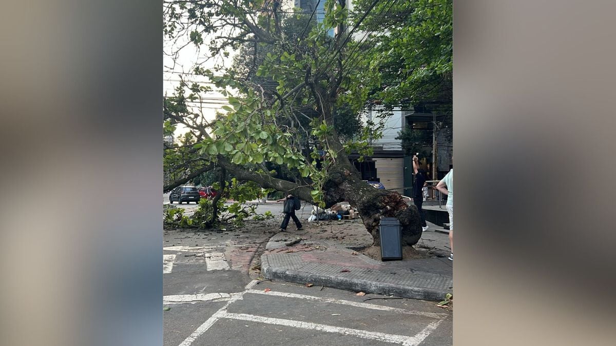 Árvore cai em rotatória na Praia do Canto, em Vitória.